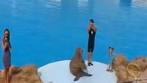 Морж,он и в Африке морж.