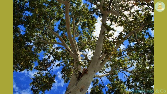 Вічна тополя /Eternal poplar - Василь Сухомлинський