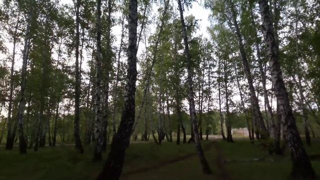 Птицы поют / Птенец вороны (??? )