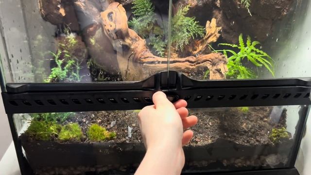 Палюдариум, террариум. Мой первый большой объем смотреть онлайн