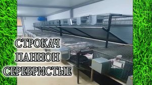 КРОЛЬЧАТНИКИ С НУЛЯ У НИКОЛАЯ!