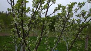 ГРИБКОВЫЕ ЗАБОЛЕВАНИЯ СЛИВЫ. Методы борьбы.