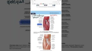 10.2. Локтевая область: границы, поверхностные вены. Практическое значение вен локтевого сгиба.