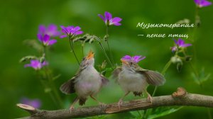 Музыкотерапия Пение птиц со Звуками природы