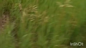 ищем Ырку в поле