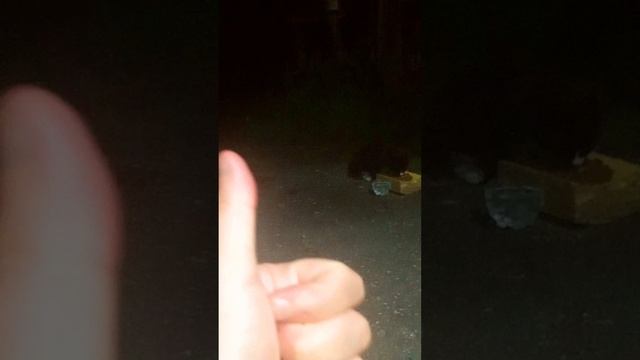 Бездомыш Слушает и Ест #помощьбездомнымживотным