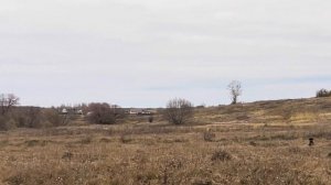 Соколиная охота