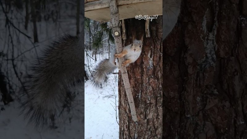 Беличья акробатика️