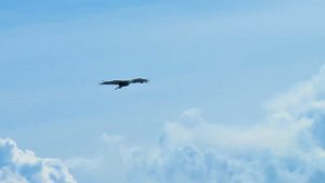 звук крика орла / the sound of the cry of an eagle - ГЗ