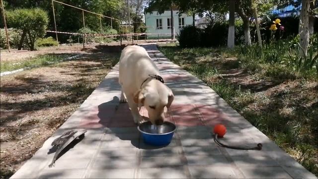 Какие из трёх предметов выберут собаки разных пород? смотреть онлайн