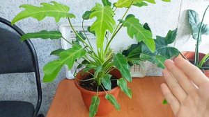 #ФИЛОДЕНДРОН Ксанаду из осенней посылки🌿Что нового за 7 месяцев🌿 #Philodendron #xanadu Dwarf var.