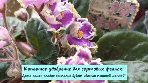 Копеечное удобрение для сортовых фиалок! Даже самая слабая сенполия будет цвести пышной шапкой!