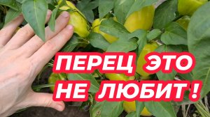 ЧТО НЕ ЛЮБИТ ПЕРЕЦ? Ошибки при выращивании перца, которые могут лишить вас урожая!