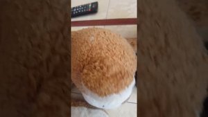 авокадо из Мексики VS медведя