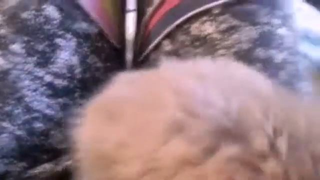 Мои Домашние Животные//Jessie смотреть онлайн