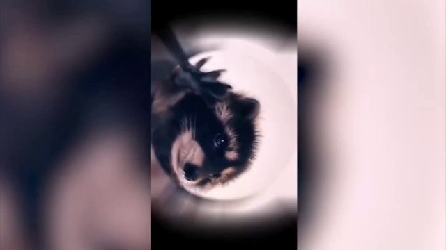 Педро, Педро, танцующий енот-5 минут.
