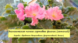 Экологическая польза сортовых фиалок (сенполий)! Борьба с вредными веществами (формальдегид, бензол)