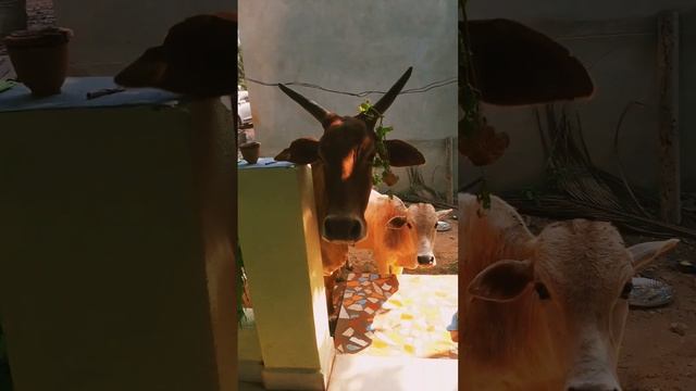 Зверьё моё #индия #гоа #арамболь #goa #india #myfirstvlog смотреть онлайн