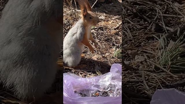 Привет, мое маленькое лесное чудо! ️ #смешныеживотные #белка #squirrel #белки #лес #белочка #парк
