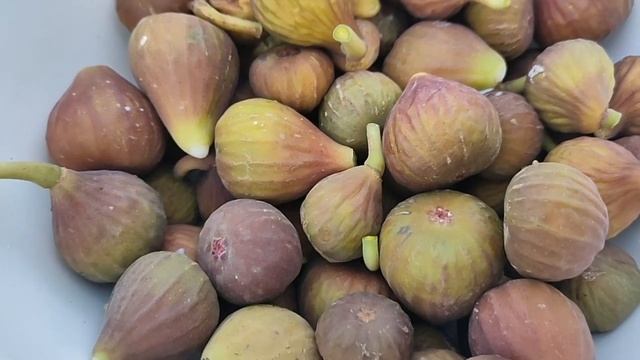 Урожай инжира, зацвёл топинамбур, молодая кукуруза осенью, ежевика "чёрная магия" Первые заморозки