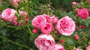 Роза ПОМПОНЕЛЛА Pomponella(клумбовая)
Kordes Германия, 2005