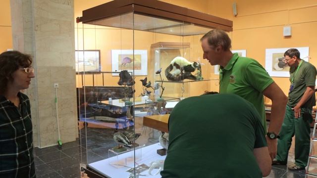 ПЧЕЛЫ, НАРЫВНИК и маленькая божья коровка. Монтаж выставки. смотреть онлайн