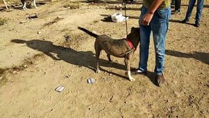 Ит Бозори Наманган