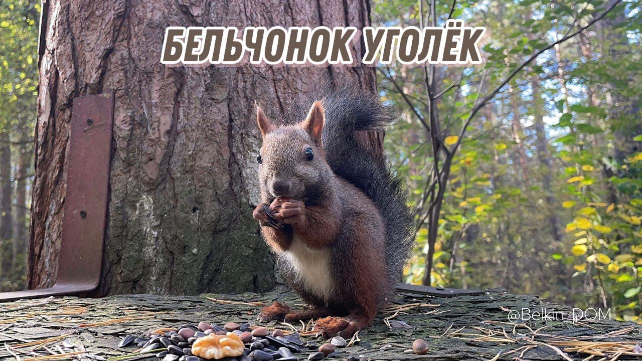 Самый необычный бельчонок Уголёк в нашем лесу! Красивый окрас ️