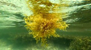 Sargassum