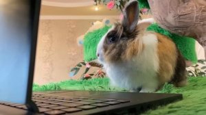 Кролик Баффи