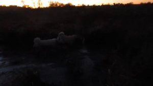 Охота с лайками осенью.