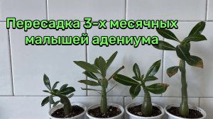 Как пересадить 3-х месячных малышей адениума. Какие наросли корешки? 11 декабря 2024 г.