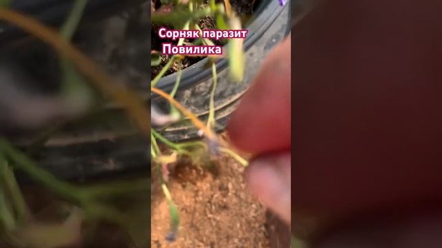 Сорняк паразит Повиликахантымансийск  дача  сорняк