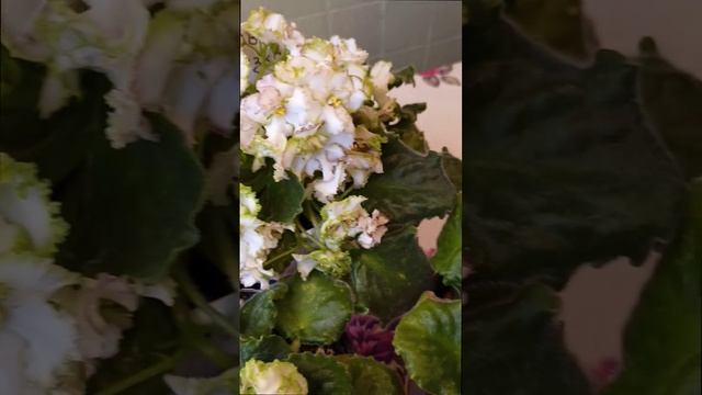 Сортовая фиалка АВ-Сказка. У фиалки белые полумахровые цветы с одним, редко двумя рядами лепестков.