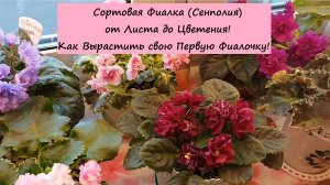 Сортовая Фиалка (Сенполия) от Листа до Цветения! Как Вырастить свою Первую Фиалочку!