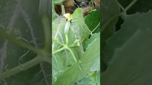 My vege patch Tori plants flowering and fruiting 