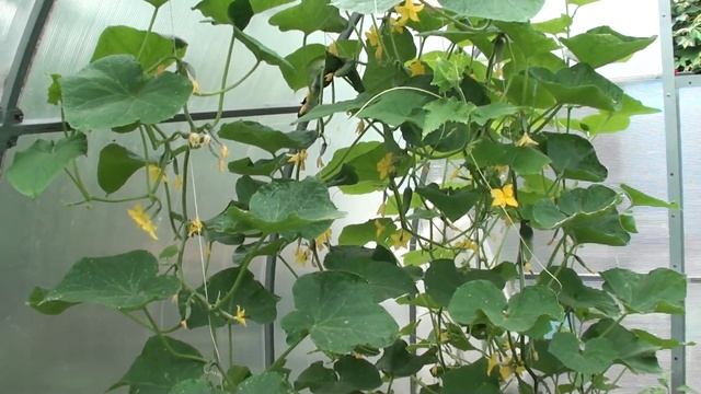 Эффективная обработка огурцов,томатов и перцев от грибковых заболеваний. смотреть онлайн