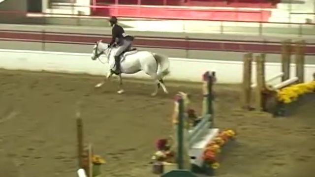 Medium Registered Half Welsh for Sale/Lease  Hunter Vale Goodness Gracious Eligible Everything смотреть онлайн