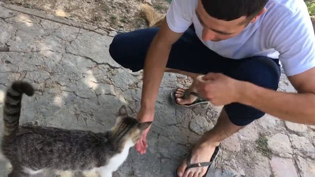 Приучил кошку смотреть онлайн