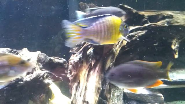 New albino eureka red, blue neon "undu", benga sun смотреть онлайн