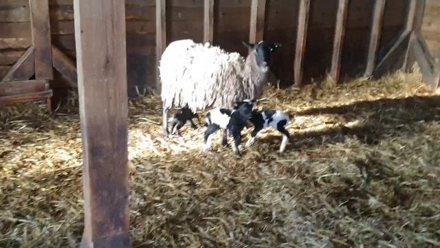 Тройня 50% Дорпер Романовка #dorper #dorpersheep #дорпер #семейнаяферма