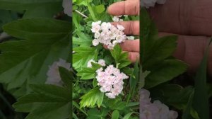 Боярышник сорт Тобой 4 зона Екатеринбург