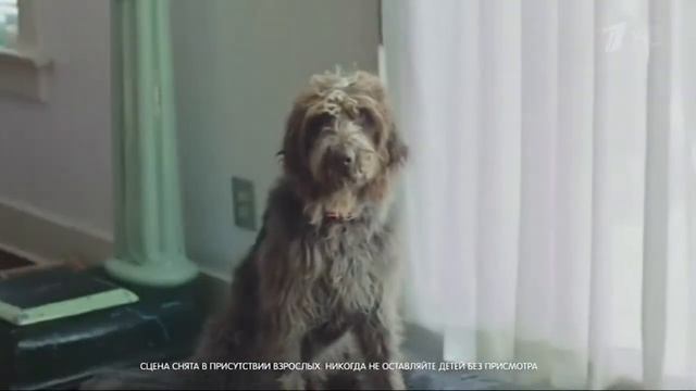 Реклама Pedigree Denta Stix Педигри Дента Стикс 2017 смотреть онлайн