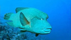 Прогулки с наполеоном