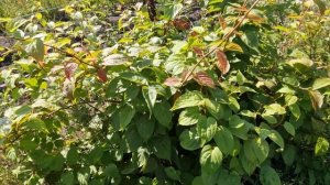 Актинидия   как себя чувствует после возвратных заморозков