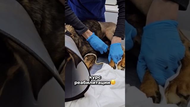 Новая жертва ДТП | Лова