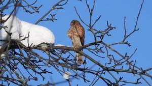 Ястреб-перепелятник неудачно поохотился