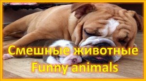 Смешные коты. Прикольная подборка