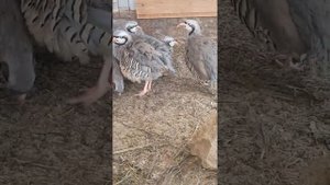 Кеклики  Иранские  три семьи