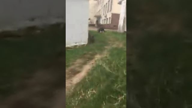 Как собаки играют между собой смотреть онлайн